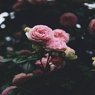 []Apolo
