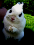 Bunny_ftw