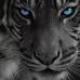 TigerJr