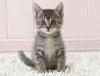 kittyme