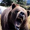 GrizzlyXBear