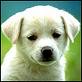 littledogk