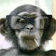 Chimpzz