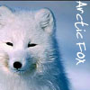 Arcticfoxx