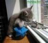 Alphasniper0