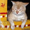 Lammero
