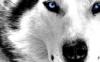 WolfieGM
