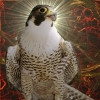 Falcon357