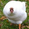 MrSwifty