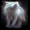 GhostlyWolf