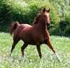 NeighCloak