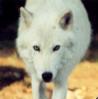 Whitewolf25