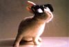BunnysRoar