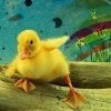 TheAwesomeDuck