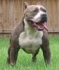 P1tBull87