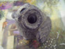 StoneOwl