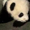 ILovePandass