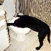 sickpup