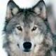 WolfPM