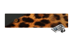 [NC] Leopard