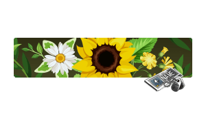 [NC] Sunflower